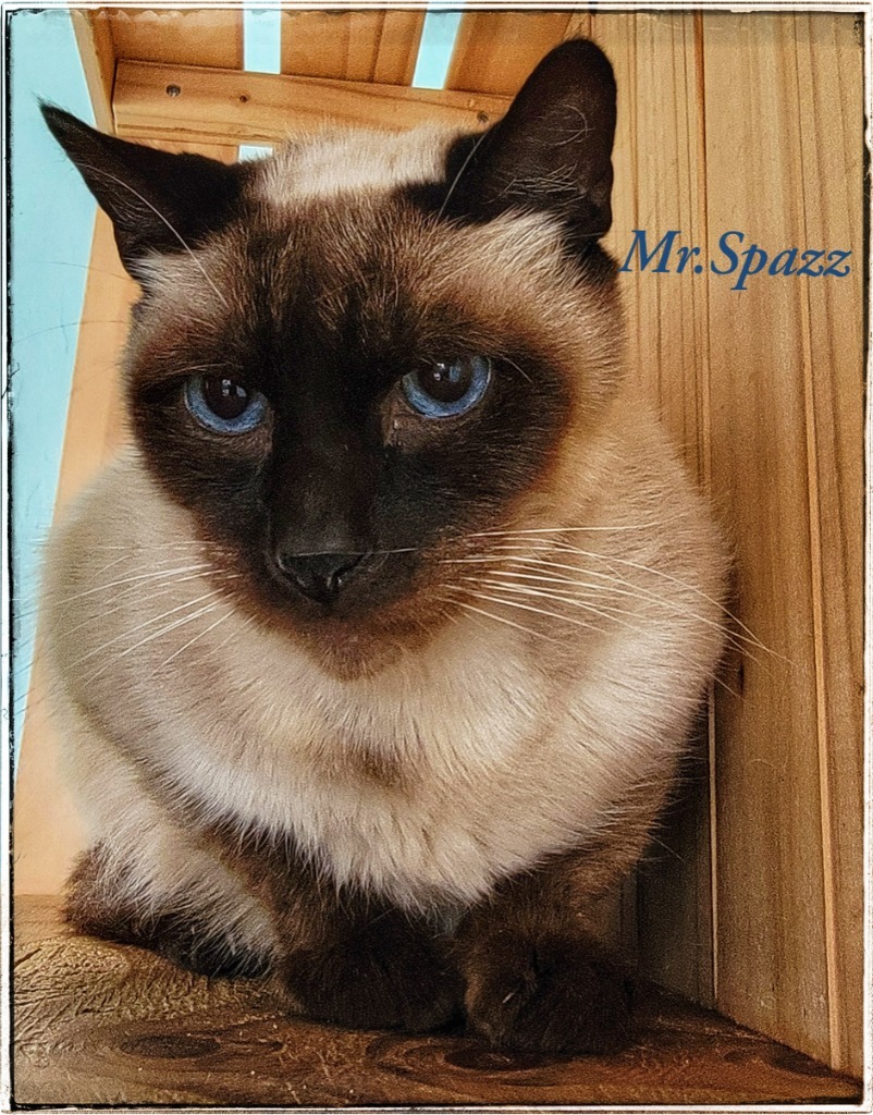 Spazz, an adoptable Siamese in Gold Beach, OR, 97444 | Photo Image 1