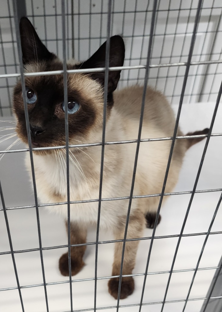 Spazz, an adoptable Siamese in Gold Beach, OR, 97444 | Photo Image 2