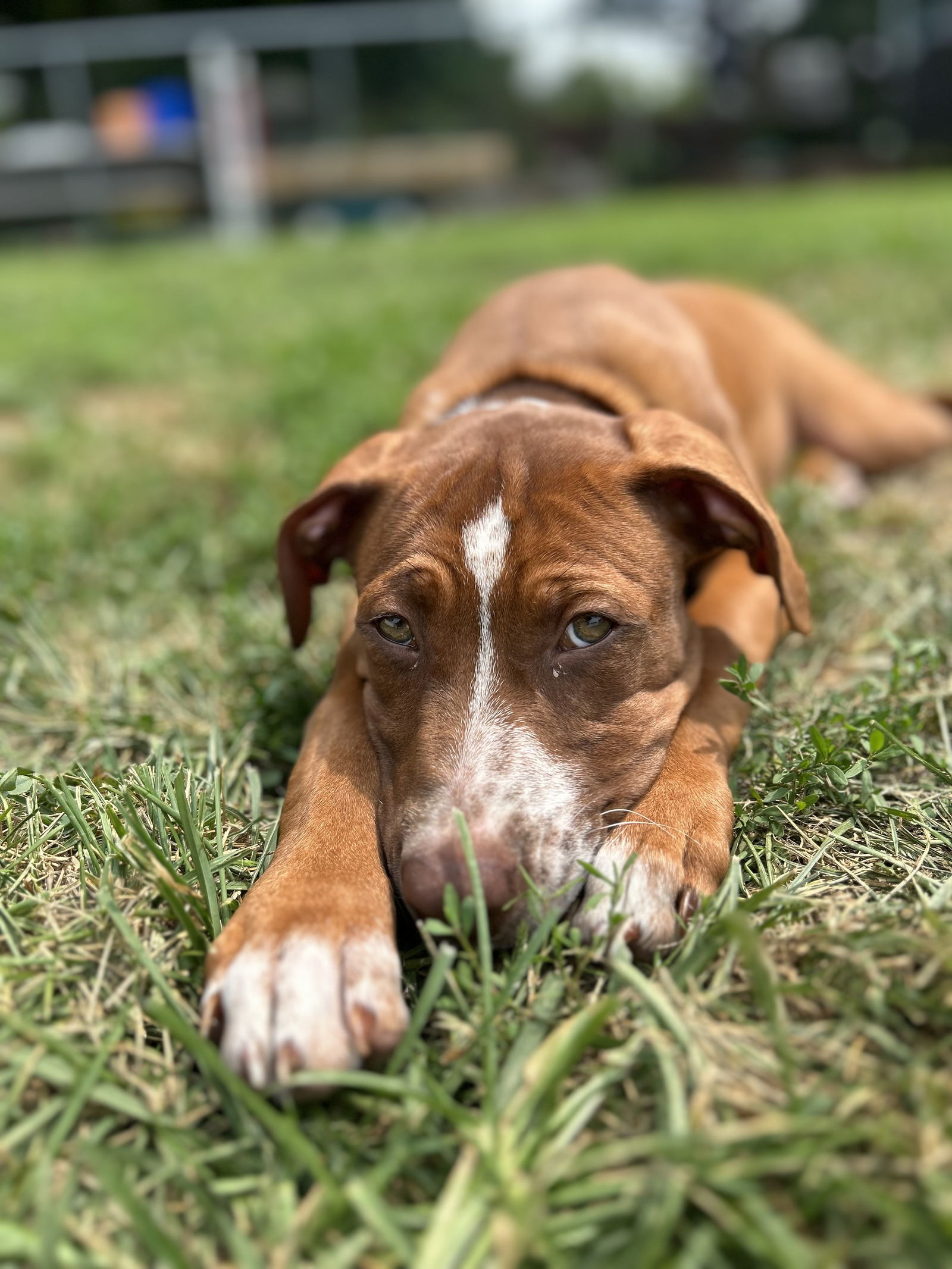 Hazel