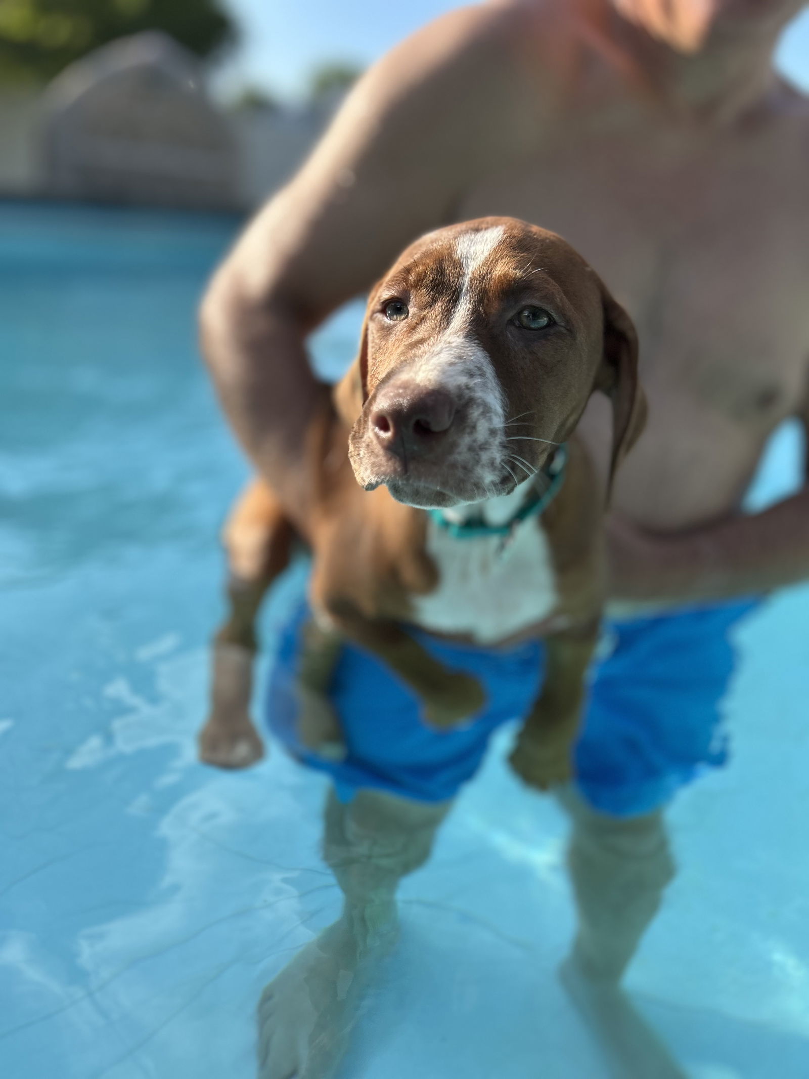 Hazel