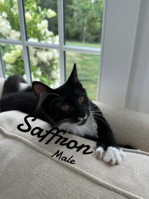Saffron, Baby Male unknown