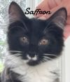 Saffron photo 2
