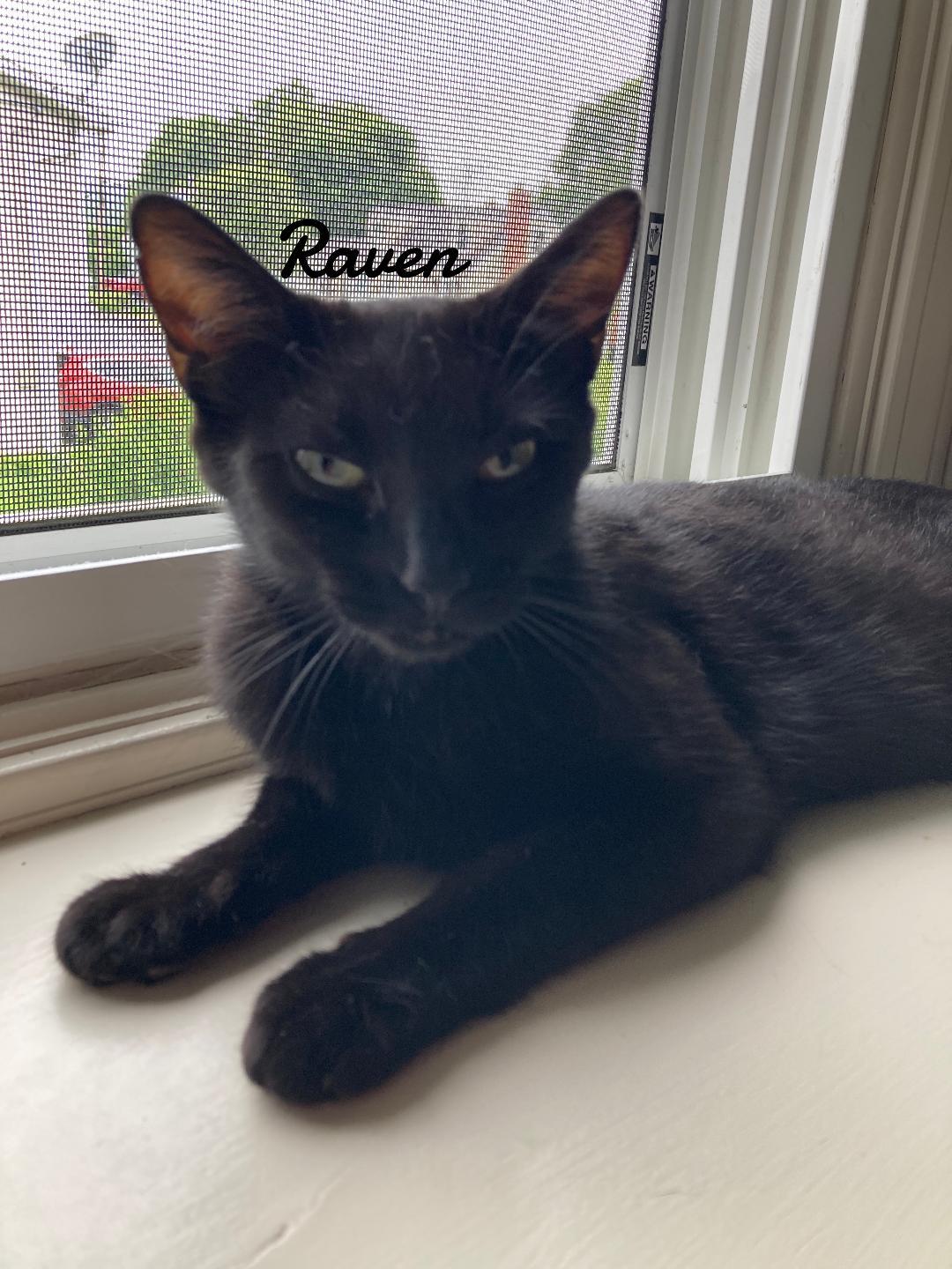Raven