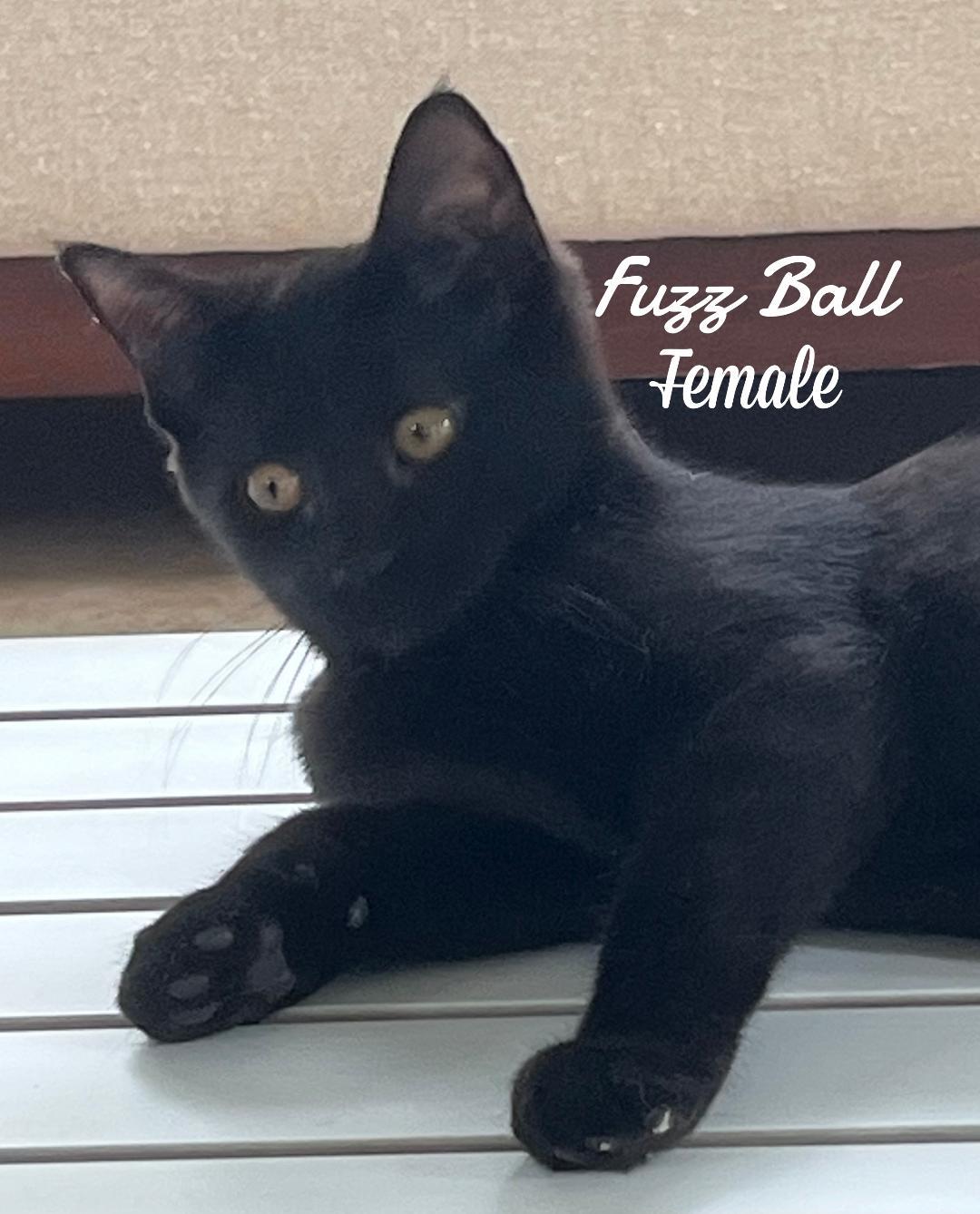 Fuzz Ball