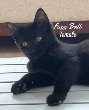 Fuzz Ball, Baby Female unknown