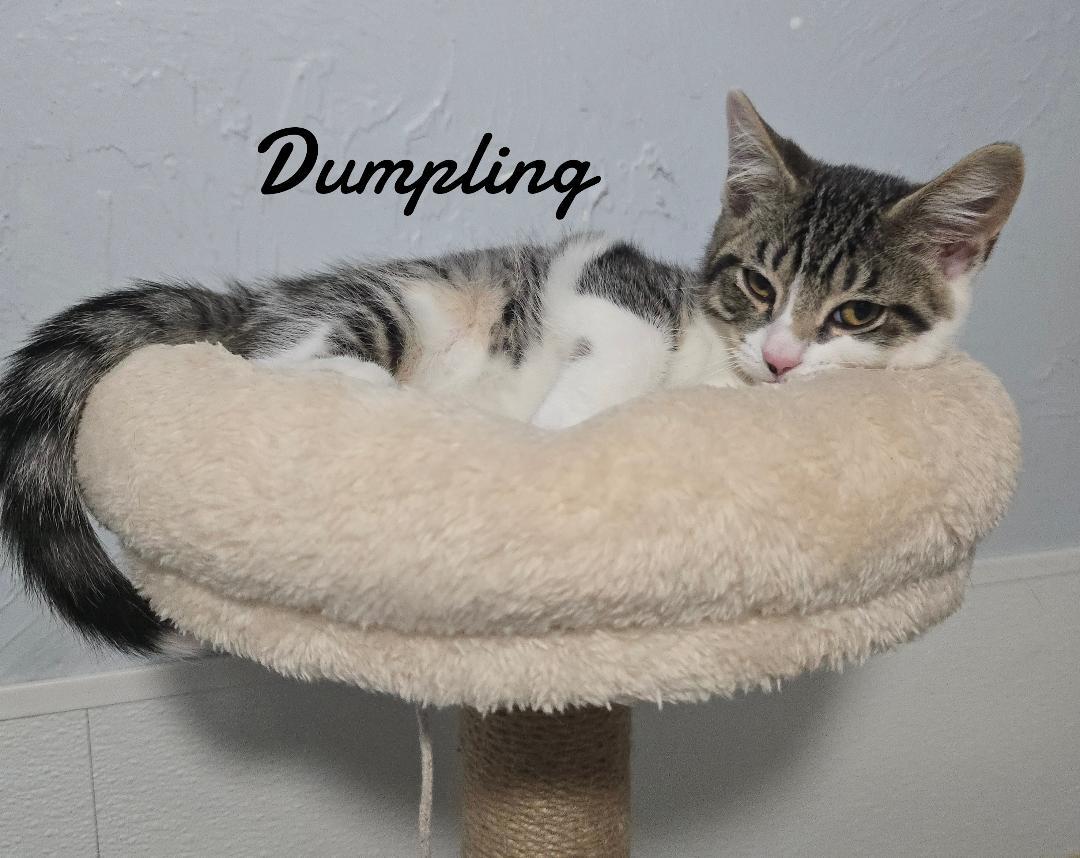 Dumpling