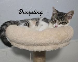 Dumpling, Baby Female unknown
