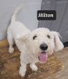 Hilton photo 3