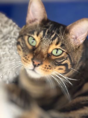 Zeus, Adult Male unknown