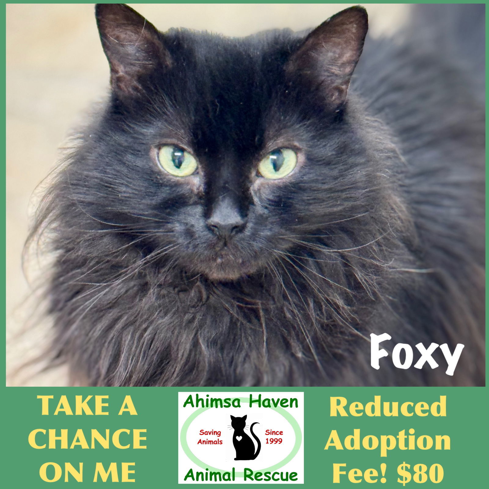 Foxy