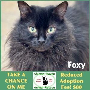 Foxy, Senior Female unknown