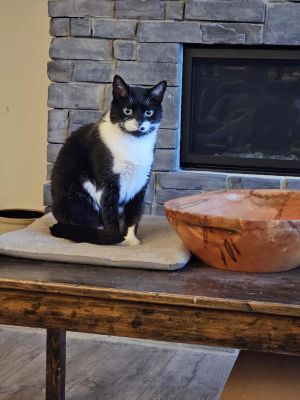 Sadie, Adult Female unknown