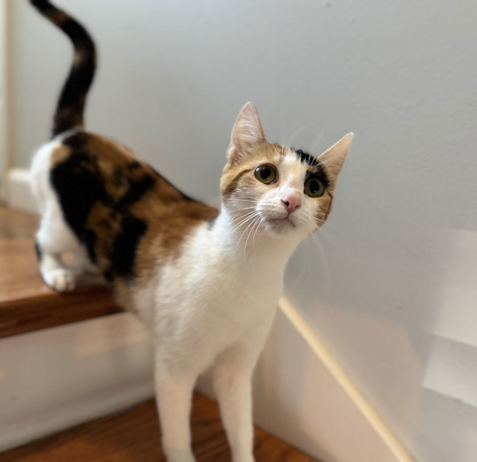KITTEN CALICO CASEY