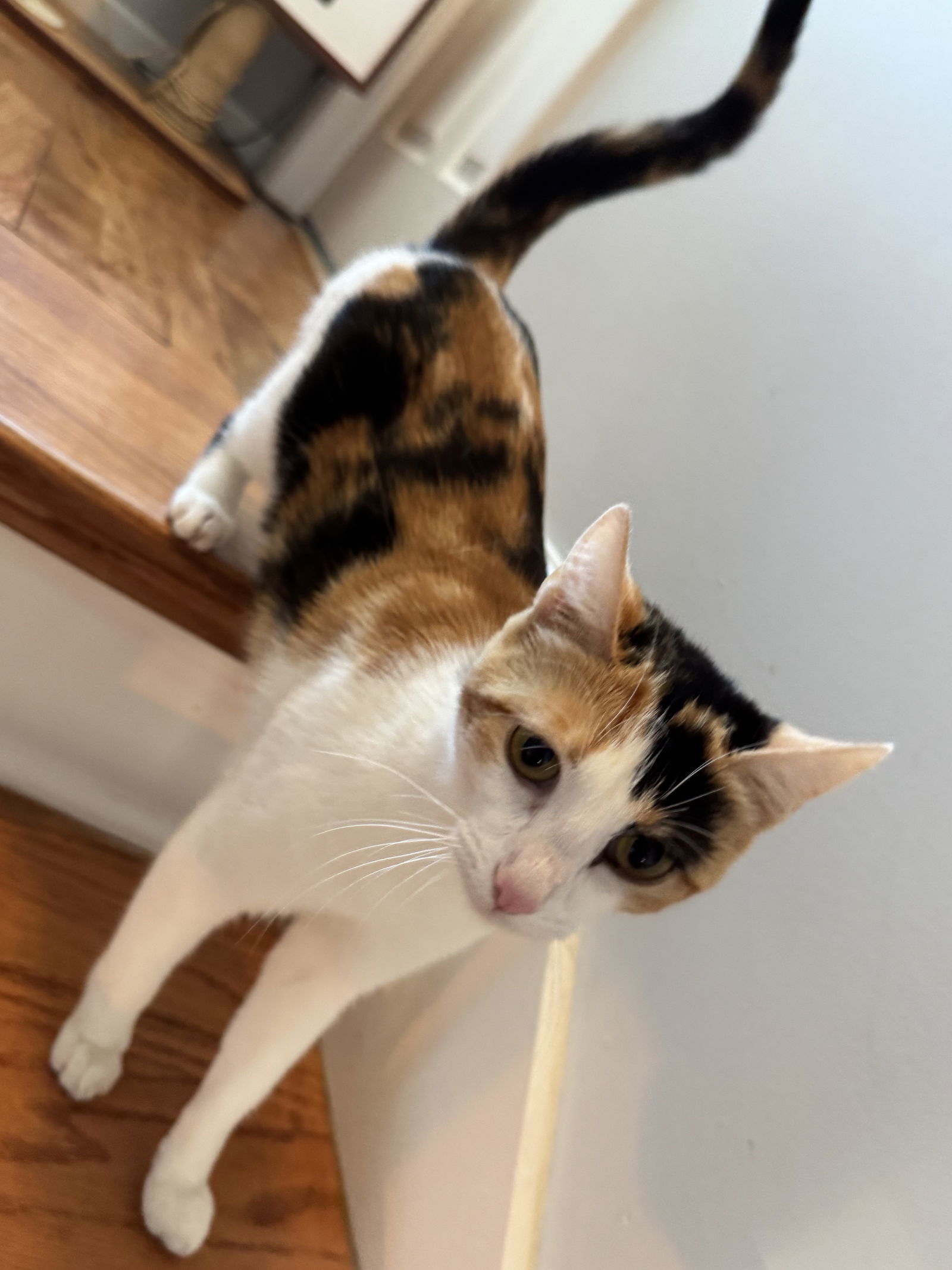 KITTEN CALICO CASEY