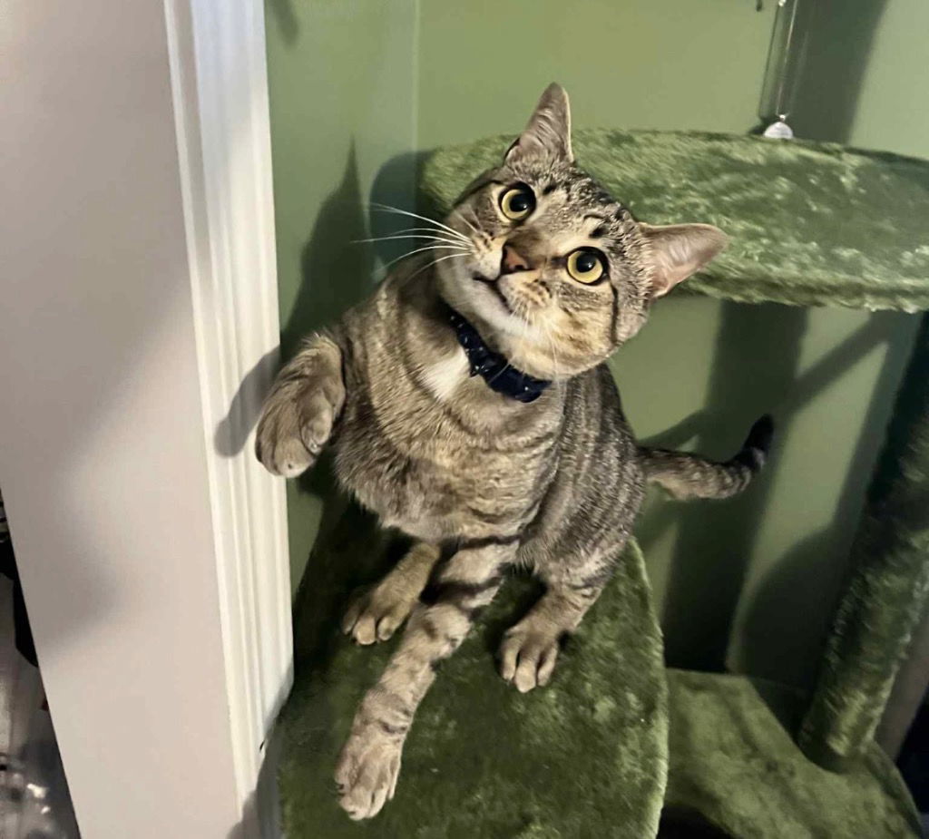 Okra