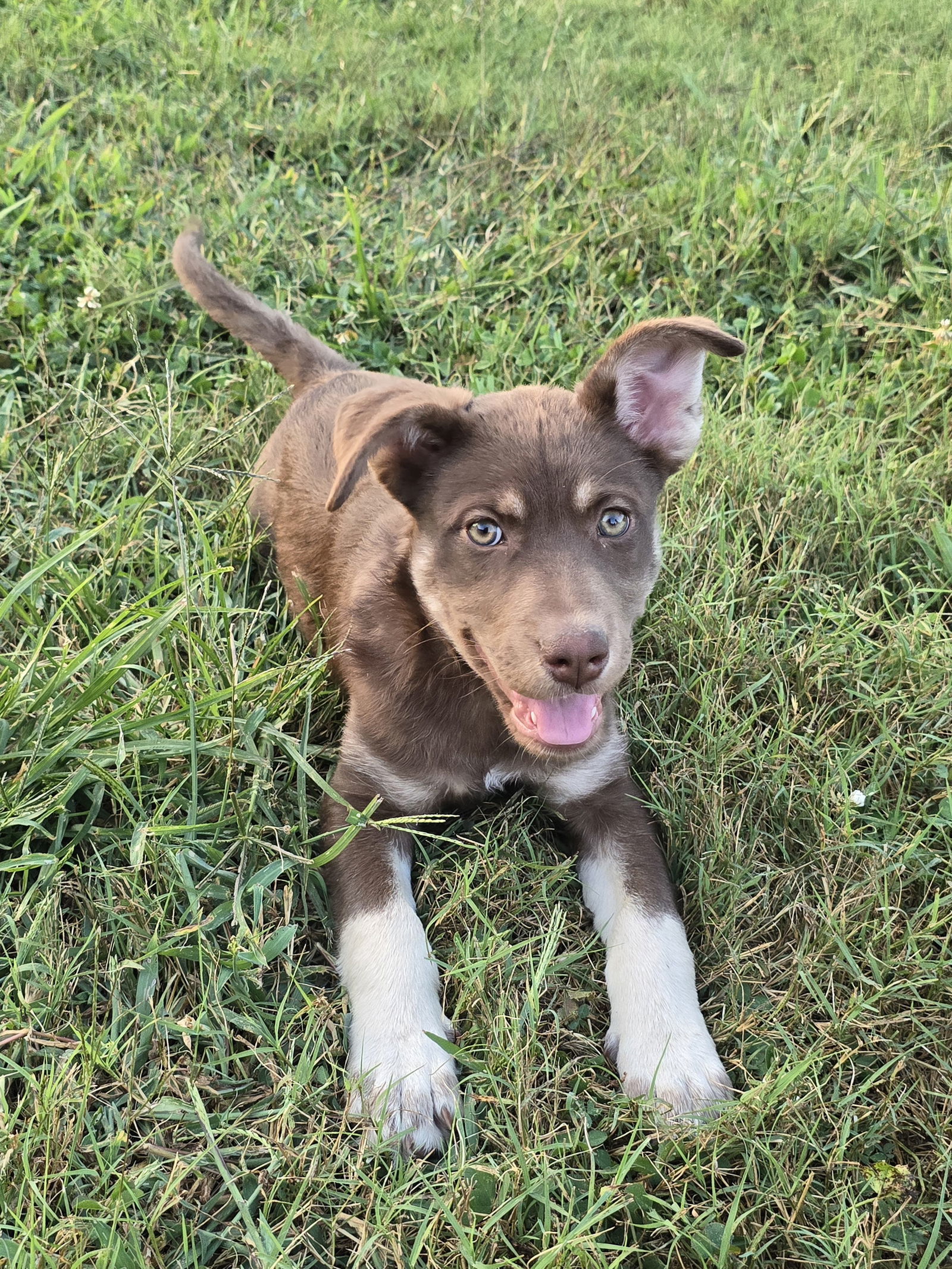 Zyla