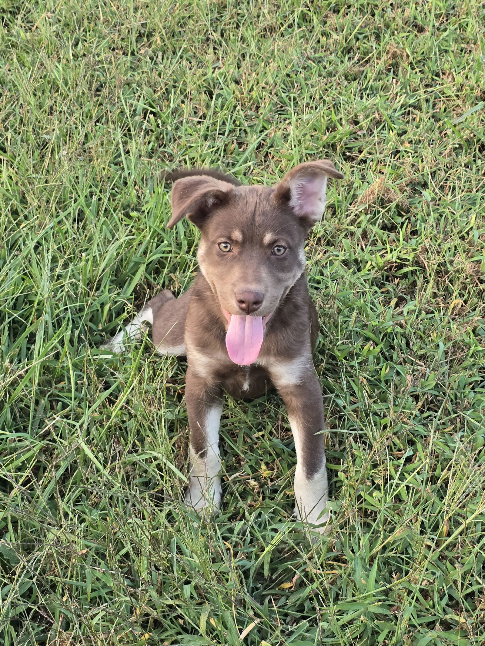 Zyla