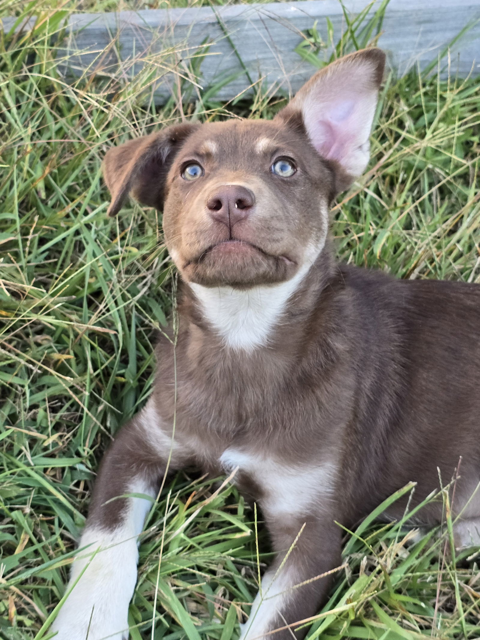 Zyla