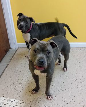 Luna and Stormy