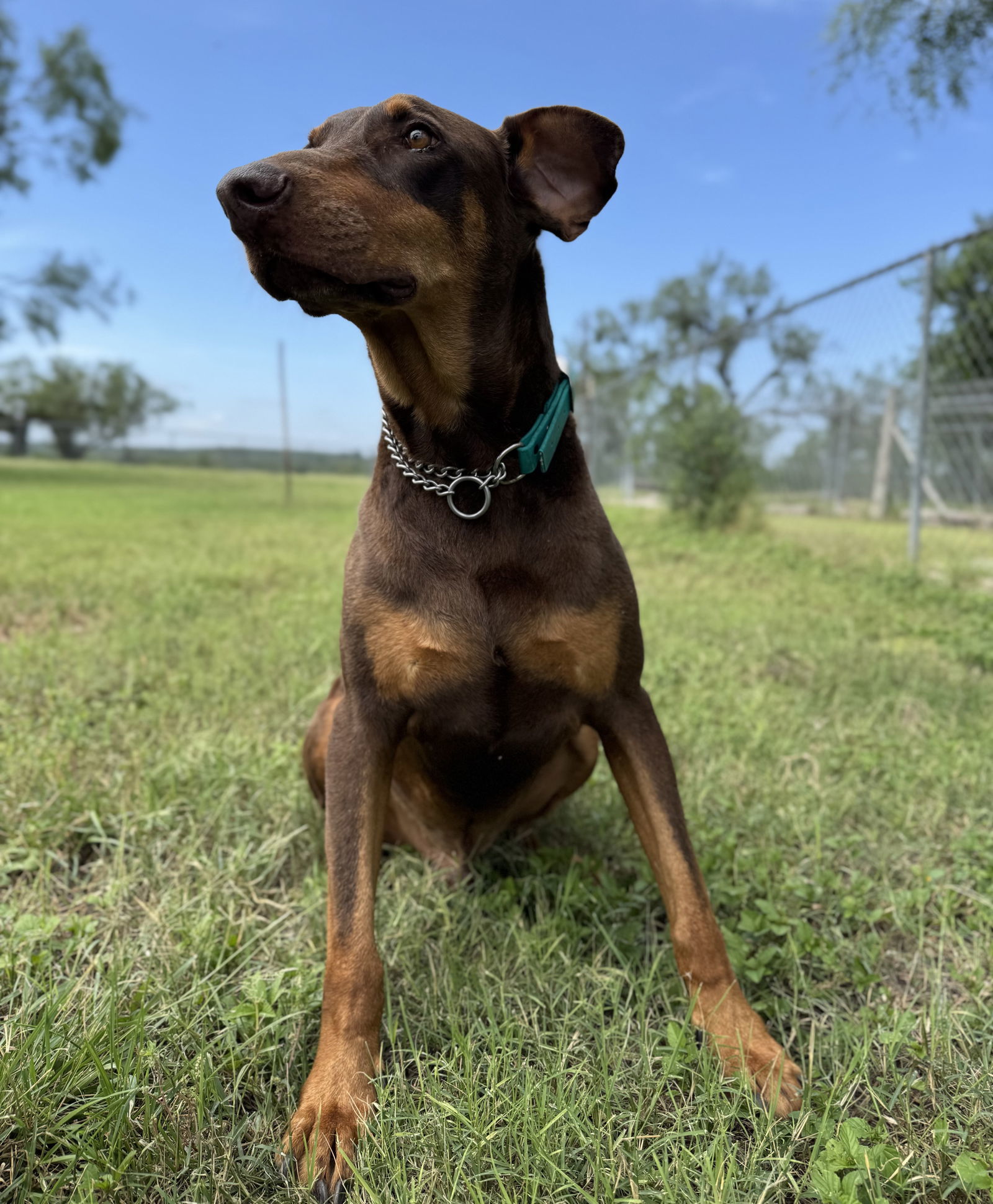 Rebel