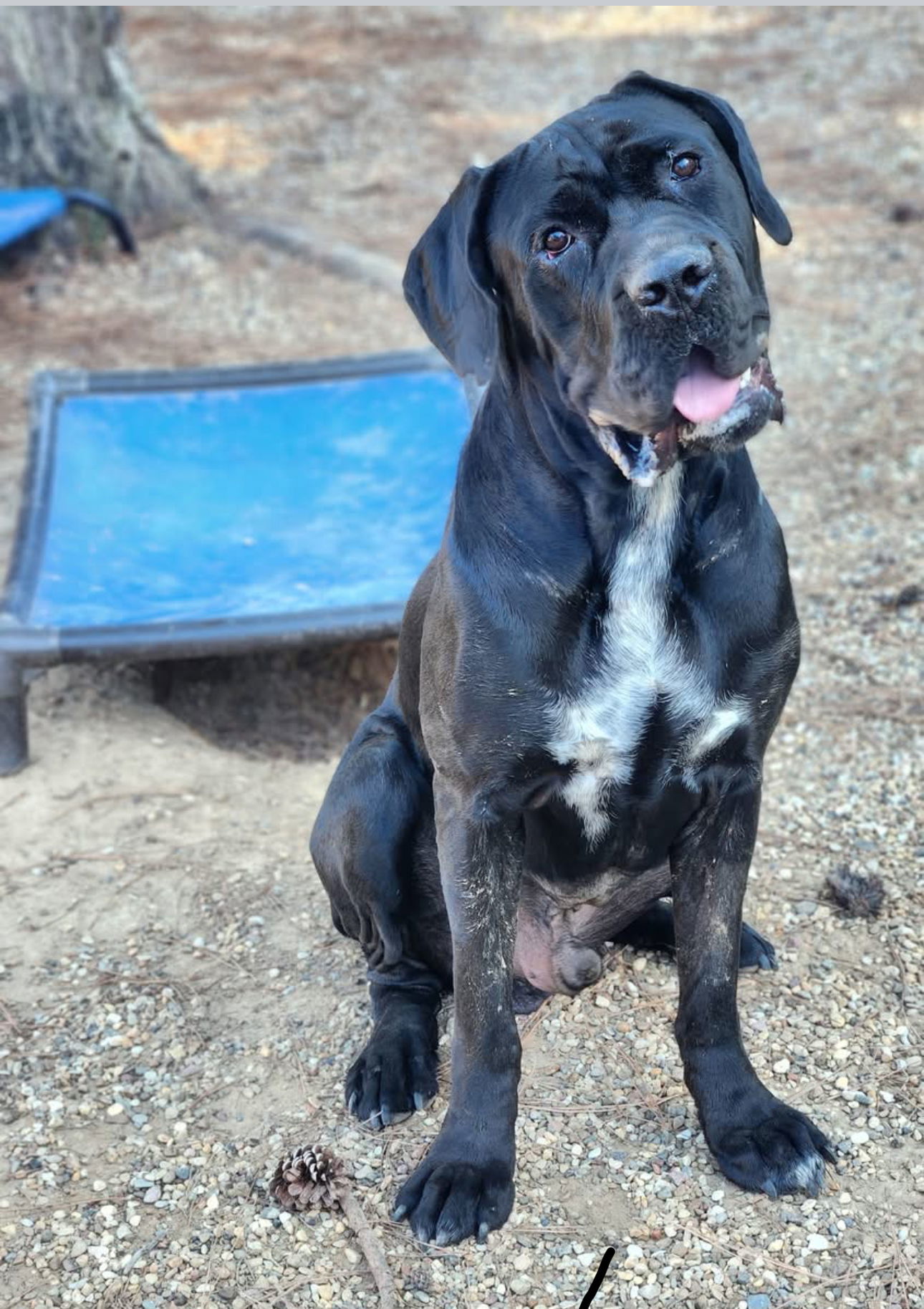 clifford, an adoptable Mastiff, Boerboel in Shreveport, LA, 71136 | Photo Image 1