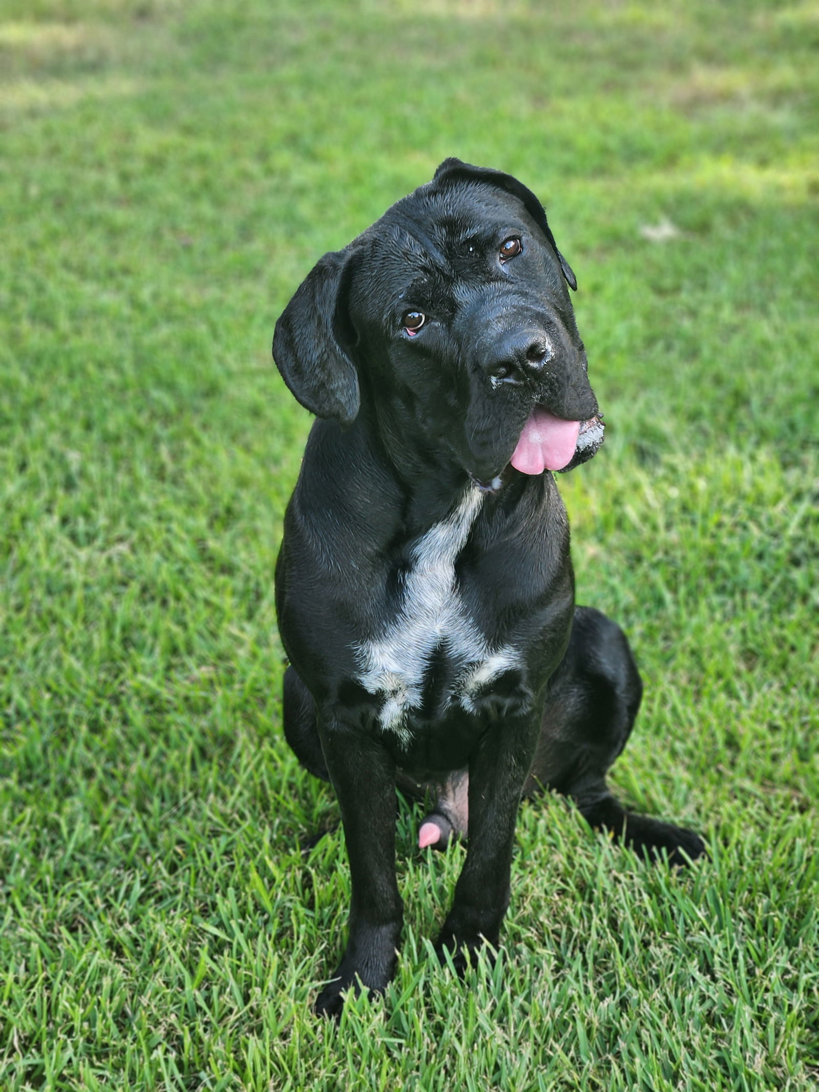 clifford, an adoptable Mastiff, Boerboel in Shreveport, LA, 71136 | Photo Image 1