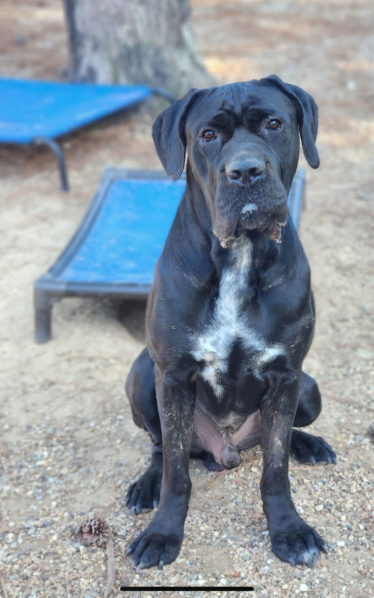 clifford, an adoptable Mastiff, Boerboel in Shreveport, LA, 71136 | Photo Image 2