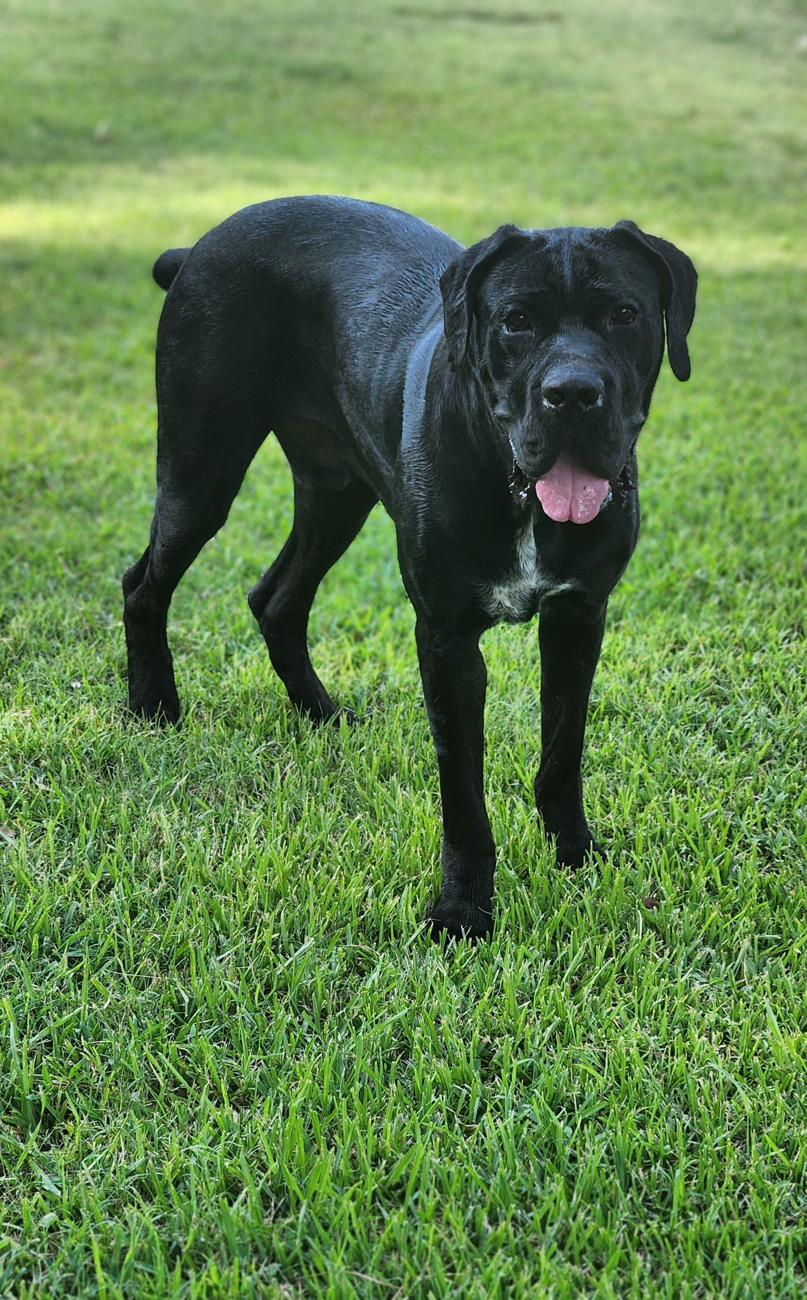 clifford, an adoptable Mastiff, Boerboel in Shreveport, LA, 71136 | Photo Image 2