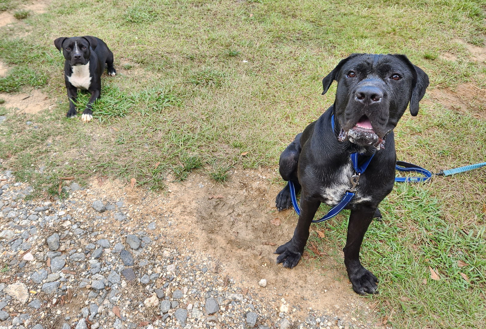 clifford, an adoptable Mastiff, Boerboel in Shreveport, LA, 71136 | Photo Image 3