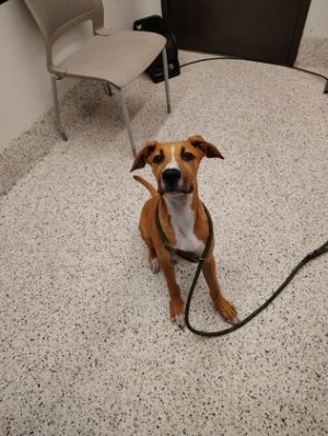 Brown 1- ADOPTED