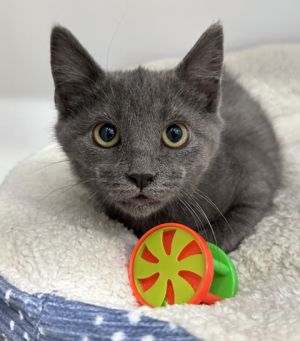 Pebbles, Baby Male unknown