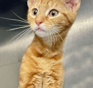Chimchar, Baby Male unknown