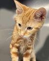 Chimchar photo 2