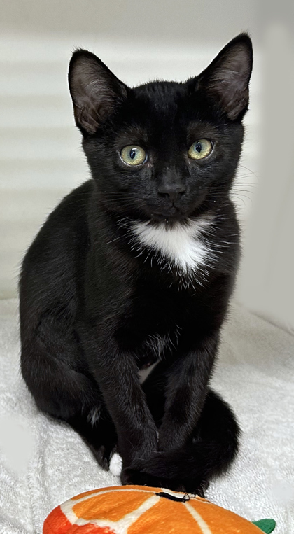 Darwin