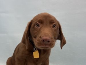 Doja