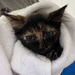 59077179, Baby Female unknown