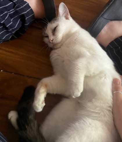 Dumpling