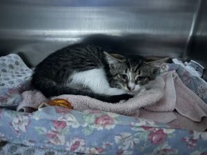Comet, Baby Female unknown