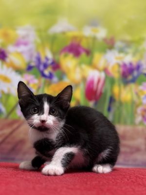 Doctor Doom, Baby Male unknown
