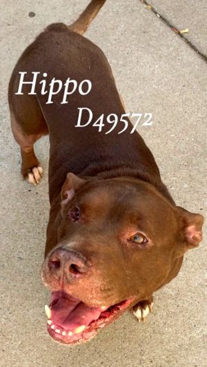 Dog for adoption - Gunner Dog, a Boxer Mix in Clarksville