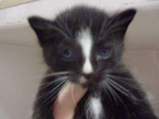 Norman