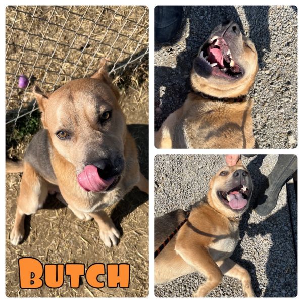 Rusty (Butch)