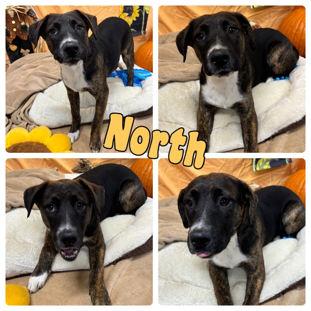 Axel (North), an adoptable Affenpinscher in Pierceton, IN, 46562 | Photo Image 1