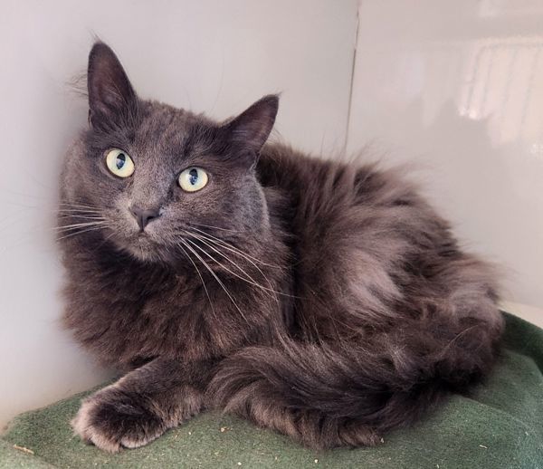 Smokey (Ash), an adoptable Domestic Medium Hair in Duluth, MN, 55802 | Photo Image 1