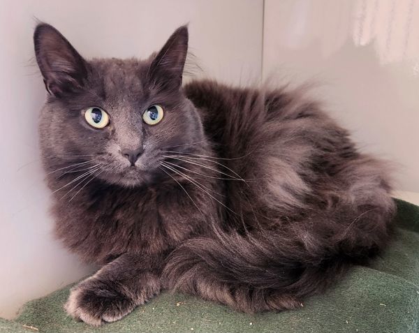 Smokey (Ash), an adoptable Domestic Medium Hair in Duluth, MN, 55802 | Photo Image 2