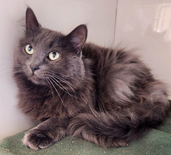 Smokey (Ash), an adoptable Domestic Medium Hair in Duluth, MN, 55802 | Photo Image 3