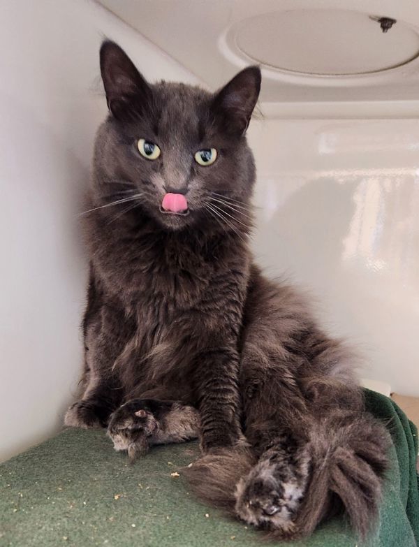 Smokey (Ash), an adoptable Domestic Medium Hair in Duluth, MN, 55802 | Photo Image 4