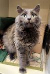 Smokey (Ash) photo 5