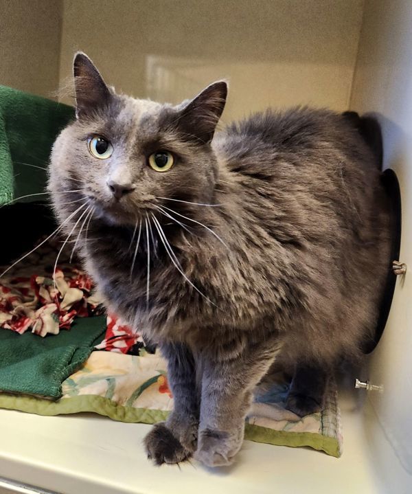 Smokey (Ash), an adoptable Domestic Medium Hair in Duluth, MN, 55802 | Photo Image 6