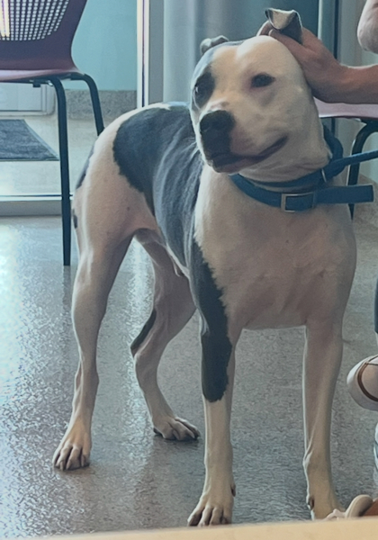 Apollo